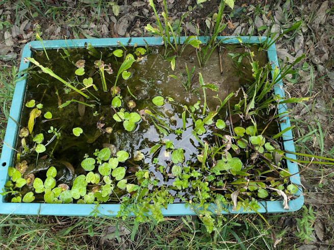 ビオトープも虫が増えるようこれからみんなで考えよう