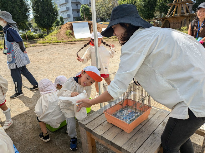 飛ばない鳩のようです。