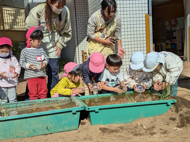 園児の代表がトロ舟にメダカの放流をします。